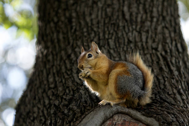 istock Close up profile of a Caucasian squirrel standing  on a tree trunk eating something. 1145684668