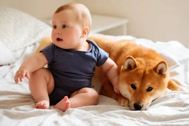 Little baby boy sit on the bed with Shiba-inu puppy