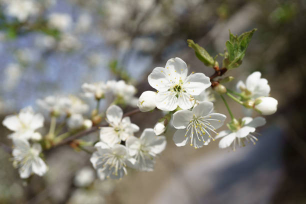 Cherry blossoms in berry garden on a sunny day. micro photography, selective focus. Spring morning. copy space,