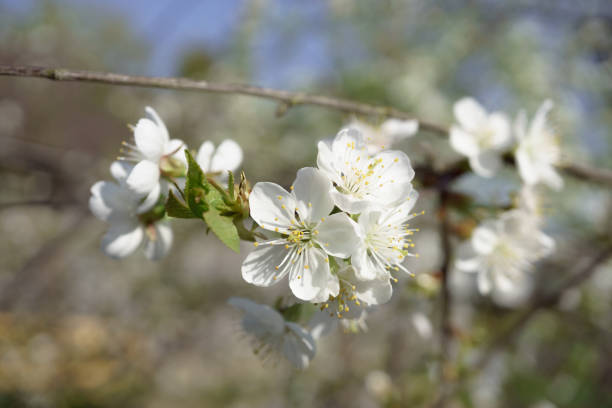 istock Cherry blossoms in berry garden on a sunny day 1145686491