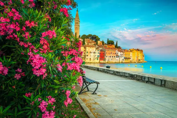 Well known mediterranean travel location. Amazing oleander flowers, popular decorated walkway with colorful mediterranean buildings and Adriatic sea, Rovinj, Istria region, Croatia, Europe