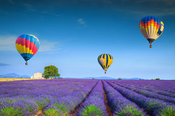 bewundernswerte violette lavendelfelder und bunte heißluftballons, frankreich - june stock-fotos und bilder