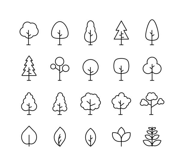 ilustraciones, imágenes clip art, dibujos animados e iconos de stock de árbol de colección grande. icono de línea de árbol. madera. planta. ilustración vectorial. - tree