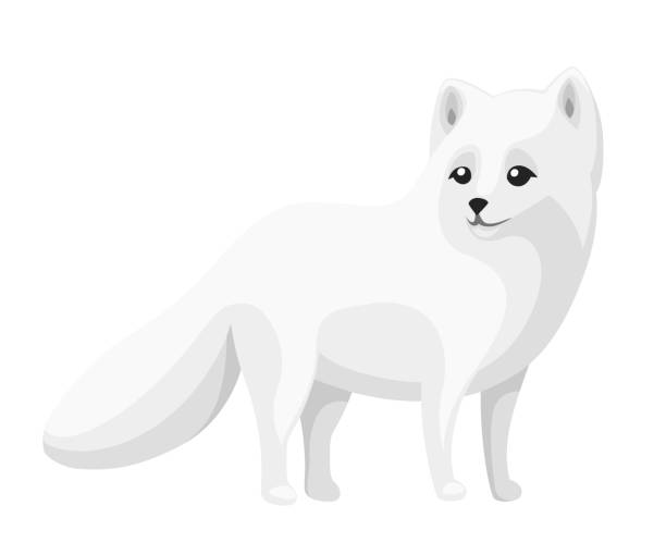 Cute Arctic Fox. Cartoon animal flat design. Vector illustration isolated on white background. Polar white fox Cute Arctic Fox. Cartoon animal flat design. Vector illustration isolated on white background. Polar white fox. arctic fox stock illustrations