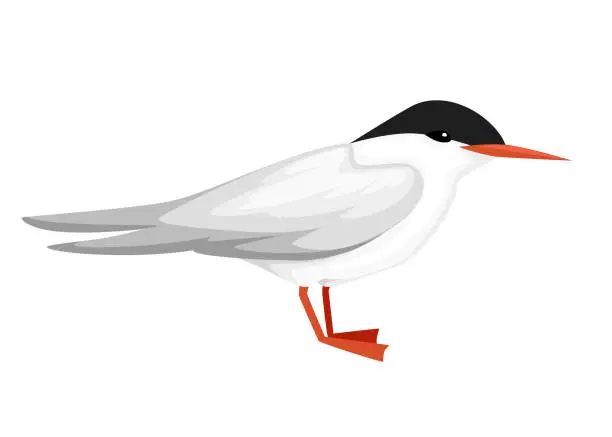 Vector illustration of Flying white bird. Arctic Tern. Sterna hirundo. Arctic animal, cartoon flat design. Vector illustration isolated on white background