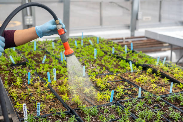 istock Watering in nursery garden 1145689735
