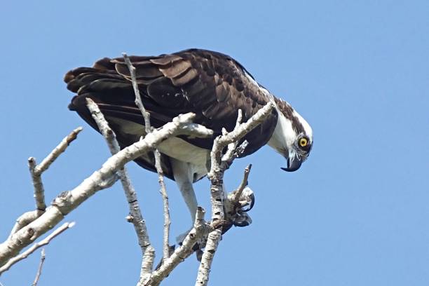 istock Osprey (Pandion haliaetus) perched on a snag in Florida 1145689746