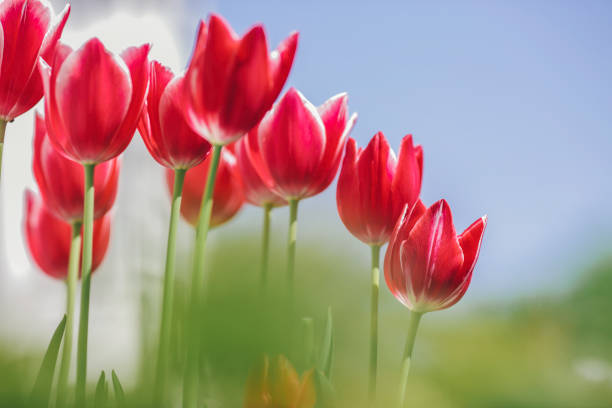 istock Garden With Flowers, red tulips 1145690146