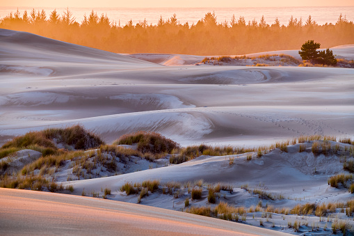 Sand scapes in the Oregon Dunes National Recreation area