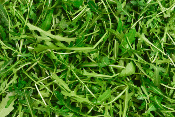 istock Fresh leaves of arugula as background. 1145691396