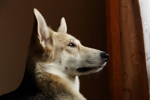 istock Cute shepherd dog looking out window inside the house 1145691847