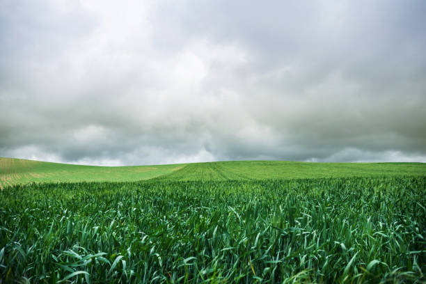 Rural landscape in the spring, view of green wheat field, cloudy sky in the background