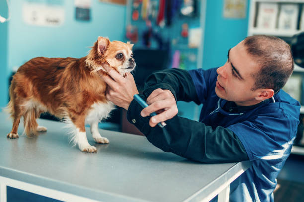 vétérinaire examinant un oeil de crabot - chihuahua stroking pets human hand photos et images de collection