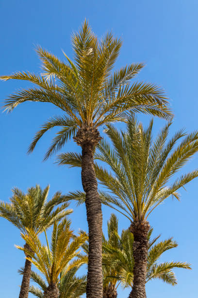 istock Palm Trees in Benidorm, Spain 1145692810