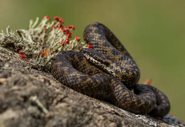 Adder basking in morning sunshine