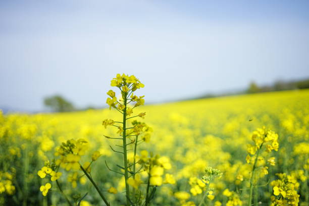 istock Single tree in yellow flowers field 1145692860
