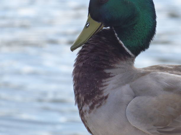 istock Mallard Duck Touching Chest With Bill 1145693069