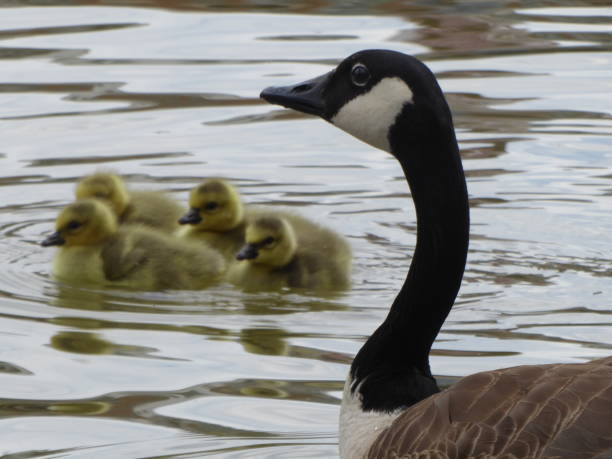 istock Goose in Foreground Looks over Goslings in Background 1145693183