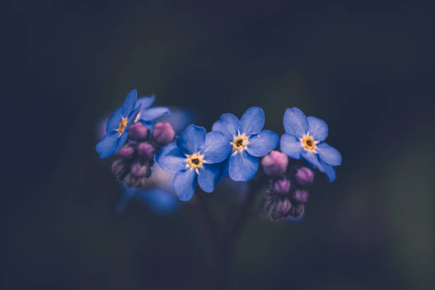 Forget me not flower / Myosotis alpestris