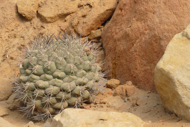istock desert flora with shrub and cacti 1145694308