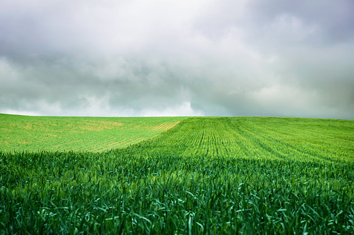 Rural landscape in the spring, view of green wheat field, cloudy sky in the background
