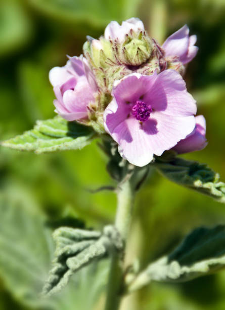 istock Marshmallow Althea officinalis  plant 1145694646