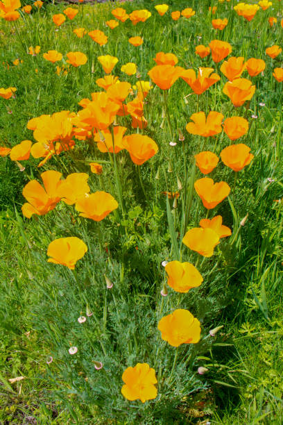 istock Golden Poppies on a Sunny Spring Afternoon 1145695465