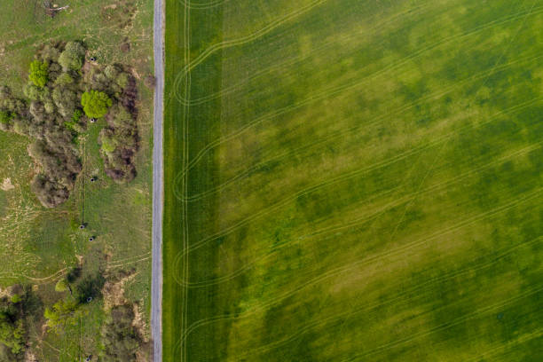 istock An Aerial Road Trip - forest with  road 1145695503