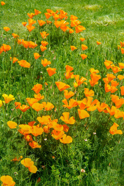 istock Golden Poppies on a Sunny Spring Afternoon 1145695847
