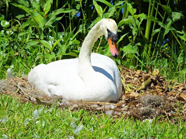 istock Mute Swan (Cygnus olor) in her nest 1145695861