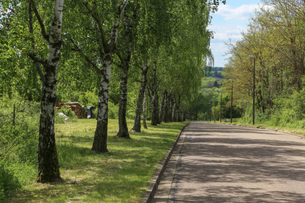 istock Birches on the edge of the road 1145696050