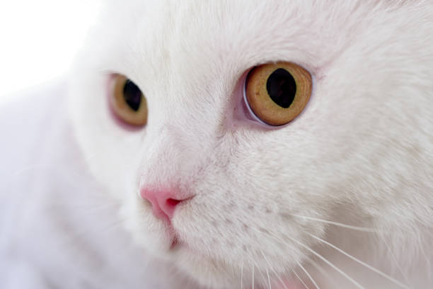 istock Pet cats. Cat face close up. White fluffy kitten 1145696348