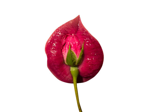 vagina, gynecology, beautiful female lips with flower, freshness and passion. delicious female mouth. pink rose, lubricants, wet genital concept. girl is kissing a flower isolated on white background - homosexual beautiful sensuality love imagens e fotografias de stock