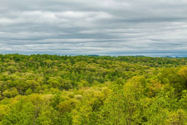 istock View of Lush Forest from Above with Dramatic Sky 1145696681