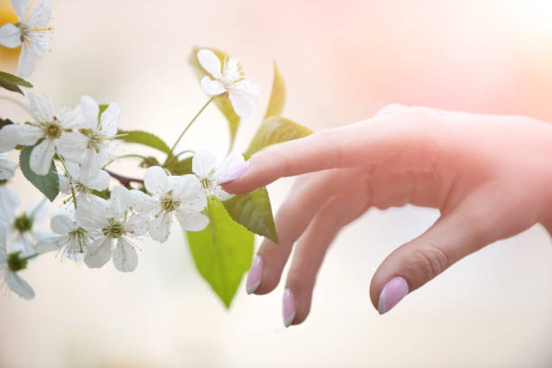 女の子は手で花の枝に触れます。桜の木官能の春のブルーム。自然の繊細さに触れてください。テンダーガールの手。自然の暖かさと優しさ。春の天気 - cherry blossom blossom branch cherry tree ストックフォトと画像