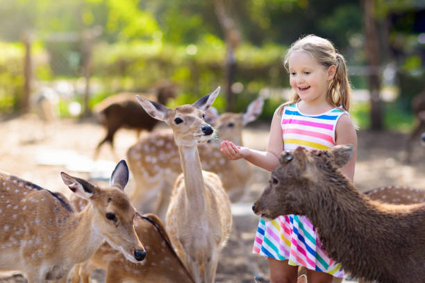 детское кормление диких оленей. дети кормят животных. - animal cute animals deer deer herd стоковые фото и изображения