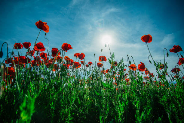 rotes mohnfeld, gedenktag, mohnsamen gegen den himmel. sonne und blume wie glühbirne. hintergrund und karte mit natur und blumen. blauer himmel und rote blumen - poppy field remembrance day flower stock-fotos und bilder