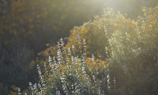 Wildflower flowers in a meadow backlit by sunlight during California superbloom