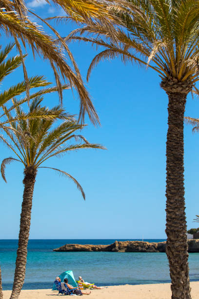 palm trees sunset golden blue sky backlight in mediterranean sea.