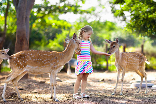 istock Child feeding wild deer. Kids feed animals. 1145698905