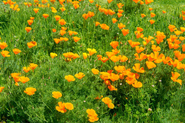 istock Golden Poppies on a Sunny Spring Afternoon 1145699488