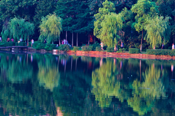 istock Willow Trees and Their Reflections in the Lake 1145699493