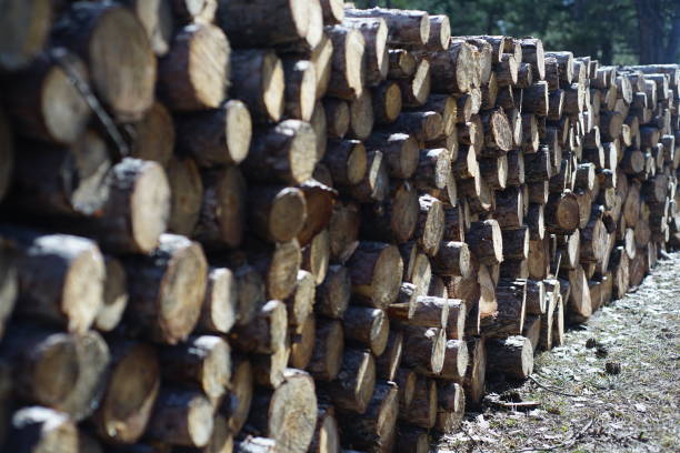 istock Wood pile in forest 1145699569