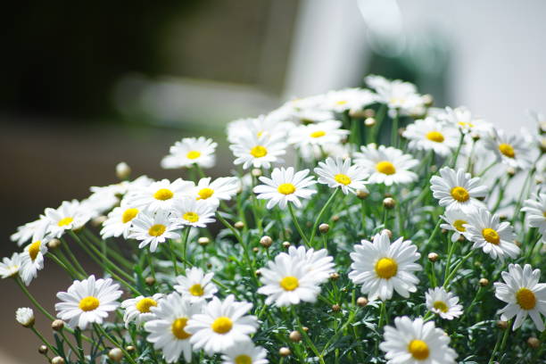 istock Group of white flowers in sunlight 1145699865
