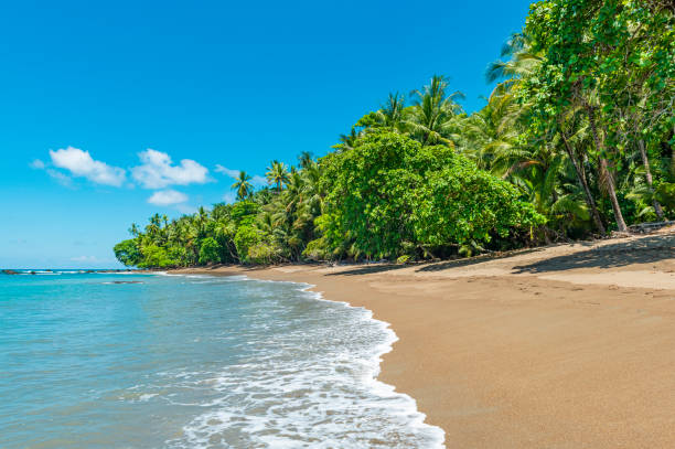 코르 코 바도 국립 공원의 열 대 해변, 코스타리카 - costa rica beach palm tree tree 뉴스 사진 이미지