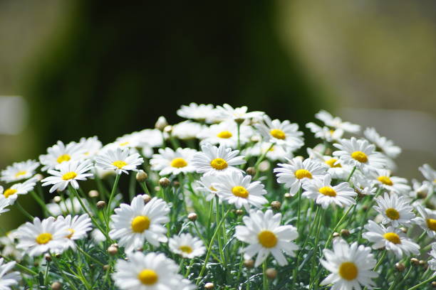 istock Group of white flowers in sunlight 1145700750