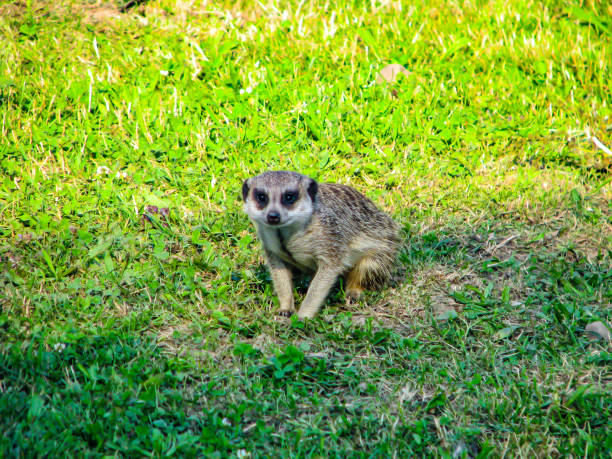 Beautiful little meerkat on the grass watching.
