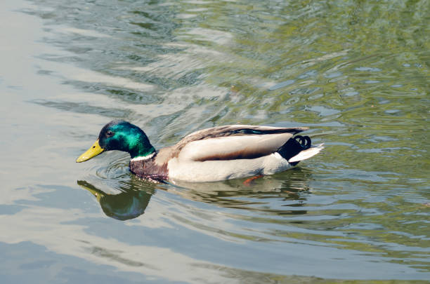 istock Beautiful wild duck swims in the pond. 1145701141