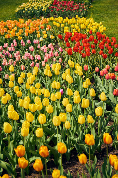 istock garden of tulips 1145701954
