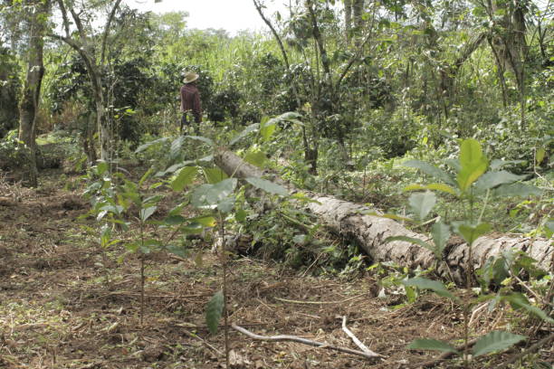 istock Coffee Farm Replanting 1145702213